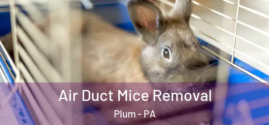  Air Duct Mice Removal Plum - PA
